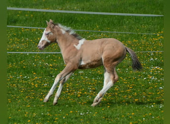 Paint Horse, Hengst, 1 Jaar, 154 cm, Champagne