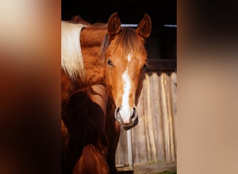 Paint Horse, Hengst, 1 Jaar, 154 cm, Gevlekt-paard