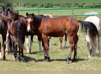 Paint Horse, Hengst, 1 Jaar, 155 cm, Bruin
