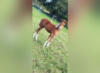 Paint Horse, Hengst, 1 Jaar, 155 cm, Gevlekt-paard