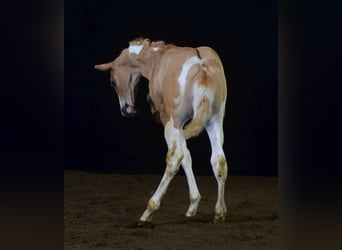 Paint Horse, Hengst, 1 Jaar, 155 cm, Gevlekt-paard