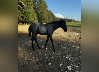 Paint Horse, Hengst, 1 Jaar, 155 cm, Roan-Blue