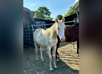 Paint Horse, Hengst, 1 Jaar, 155 cm, Tovereo-alle-kleuren