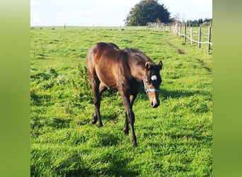 Paint Horse, Hengst, 1 Jaar, 155 cm, Zwartbruin