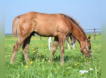 Paint Horse, Hengst, 1 Jaar, 156 cm, Red Dun