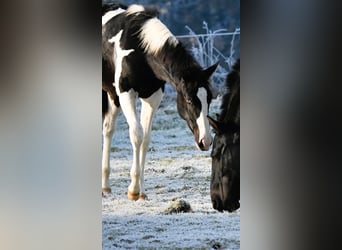 Paint Horse, Hengst, 1 Jaar, 162 cm, Zwart