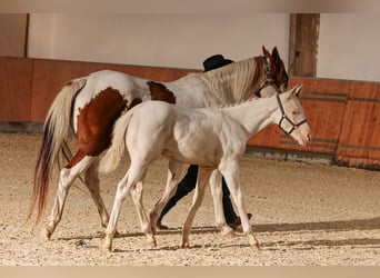 Paint Horse, Hengst, 1 Jaar, Gevlekt-paard