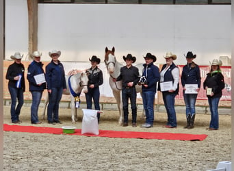 Paint Horse, Hengst, 1 Jaar, Gevlekt-paard