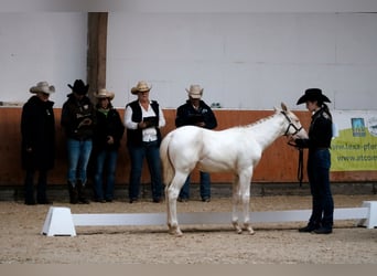 Paint Horse, Hengst, 1 Jaar, Gevlekt-paard