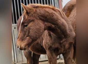 Paint Horse, Hengst, 1 Jaar