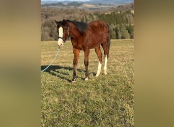 Paint Horse, Hengst, 1 Jaar