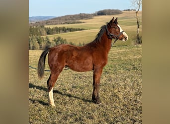 Paint Horse, Hengst, 1 Jaar