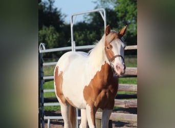 Paint Horse, Hengst, 1 Jaar