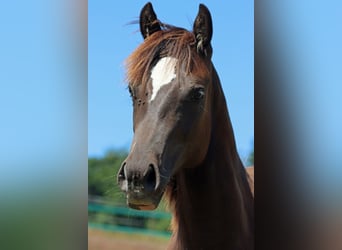 Paint Horse, Hengst, 1 Jahr, 148 cm, Rappe