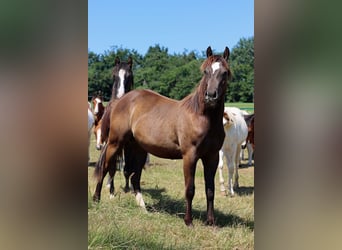 Paint Horse, Hengst, 1 Jahr, 148 cm, Rappe