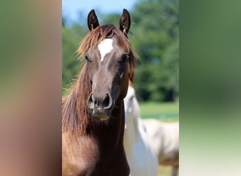 Paint Horse, Hengst, 1 Jahr, 148 cm, Rappe