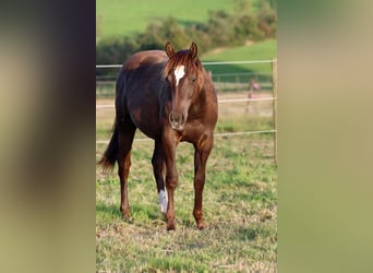 Paint Horse, Hengst, 1 Jahr, 148 cm, Rappe