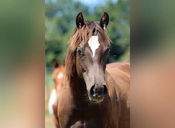 Paint Horse, Hengst, 1 Jahr, 148 cm, Rappe