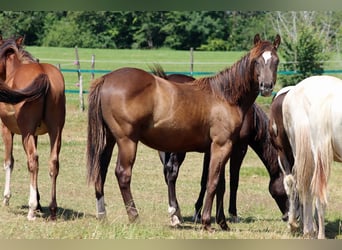Paint Horse, Hengst, 1 Jahr, 148 cm, Rappe