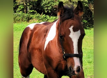 Paint Horse, Hengst, 1 Jahr, 150 cm, Dunkelbrauner