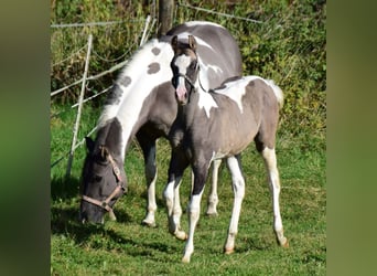 Paint Horse, Hengst, 1 Jahr, 150 cm, Grullo