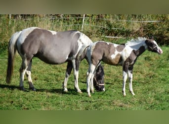Paint Horse, Hengst, 1 Jahr, 150 cm, Grullo