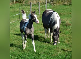 Paint Horse, Hengst, 1 Jahr, 150 cm, Grullo