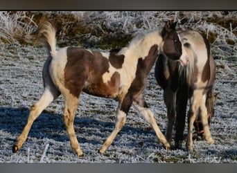 Paint Horse, Hengst, 1 Jahr, 150 cm, Grullo
