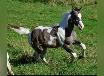 Paint Horse, Hengst, 1 Jahr, 150 cm, Grullo