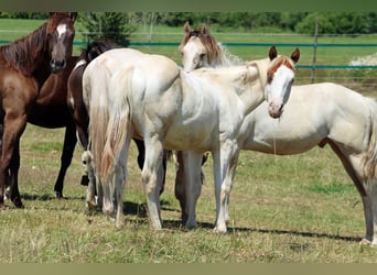 Paint Horse, Hengst, 1 Jahr, 150 cm, Overo-alle-Farben