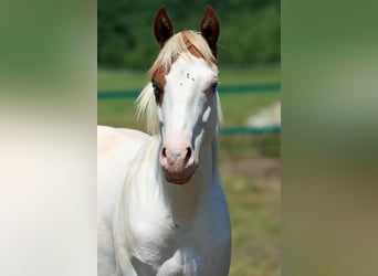 Paint Horse, Hengst, 1 Jahr, 150 cm, Overo-alle-Farben
