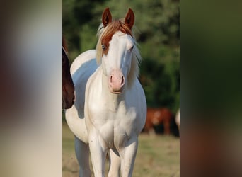 Paint Horse, Hengst, 1 Jahr, 150 cm, Overo-alle-Farben