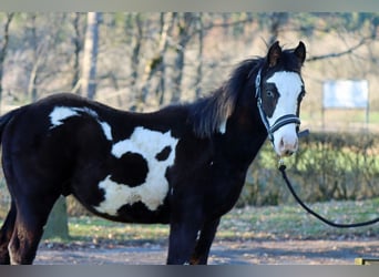 Paint Horse, Hengst, 1 Jahr, 150 cm, Overo-alle-Farben