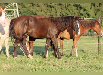 Paint Horse, Hengst, 1 Jahr, 150 cm, Rappe