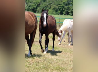 Paint Horse, Hengst, 1 Jahr, 150 cm, Rappe