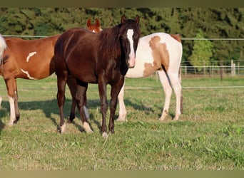 Paint Horse, Hengst, 1 Jahr, 150 cm, Rappe