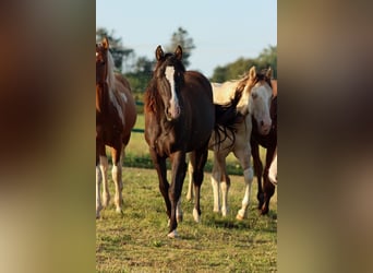 Paint Horse, Hengst, 1 Jahr, 150 cm, Rappe
