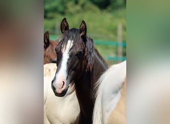 Paint Horse, Hengst, 1 Jahr, 150 cm, Rappe