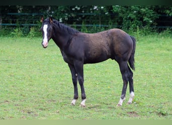 Paint Horse, Hengst, 1 Jahr, 150 cm, Rappe