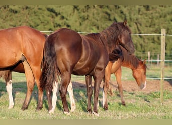 Paint Horse, Hengst, 1 Jahr, 150 cm, Rappe