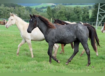 Paint Horse, Hengst, 1 Jahr, 150 cm, Roan-Blue