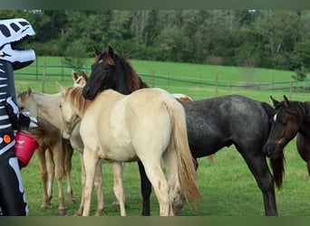 Paint Horse, Hengst, 1 Jahr, 150 cm, Roan-Blue