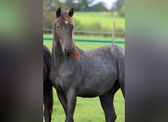 Paint Horse, Hengst, 1 Jahr, 150 cm, Roan-Blue