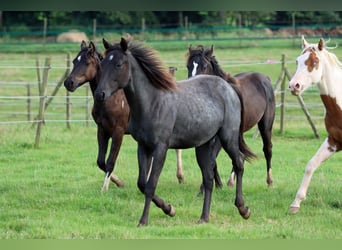 Paint Horse, Hengst, 1 Jahr, 150 cm, Roan-Blue
