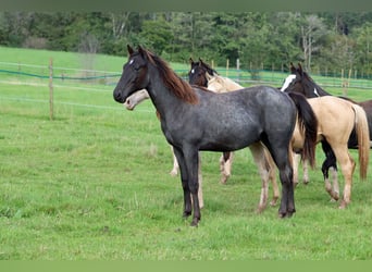 Paint Horse, Hengst, 1 Jahr, 150 cm, Roan-Blue