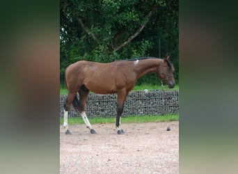 Paint Horse, Hengst, 1 Jahr, 150 cm, Schecke