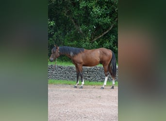 Paint Horse, Hengst, 1 Jahr, 150 cm, Schecke