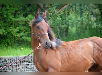 Paint Horse, Hengst, 1 Jahr, 150 cm, Schecke