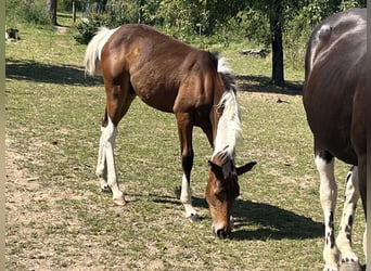 Paint Horse, Hengst, 1 Jahr, 150 cm, Tobiano-alle-Farben