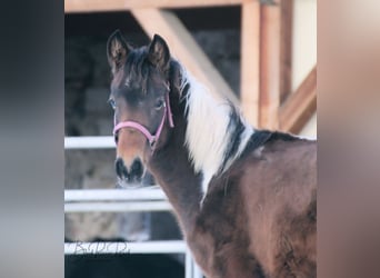 Paint Horse, Hengst, 1 Jahr, 150 cm, Tobiano-alle-Farben